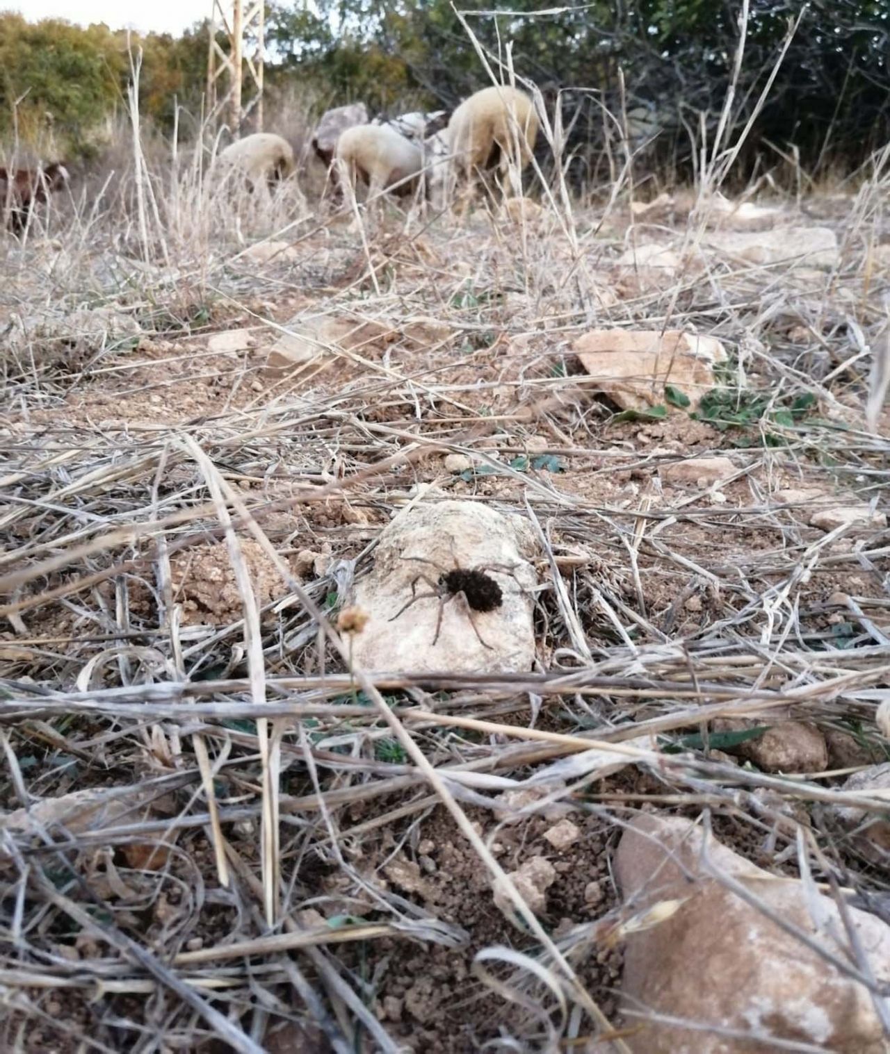 En tehlikeli 9 örümcekten biri! 3