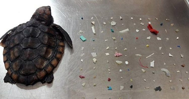 Kaplumbağanın midesinden 104 parça plastik çıktı! 2