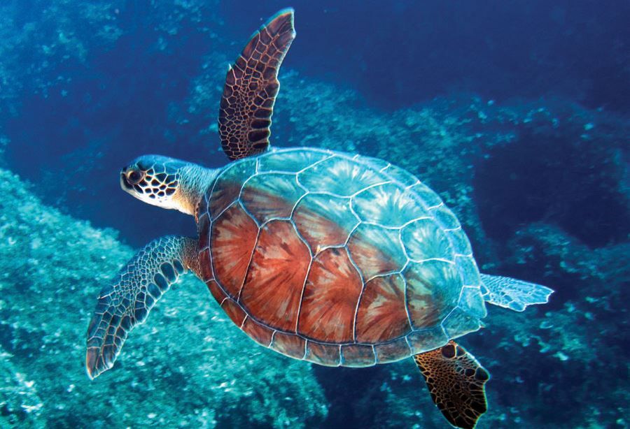Kaplumbağanın midesinden 104 parça plastik çıktı! 4