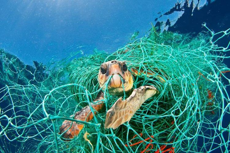 Kaplumbağanın midesinden 104 parça plastik çıktı! 5