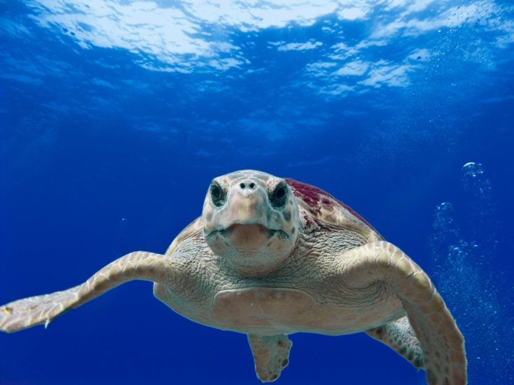Kaplumbağanın midesinden 104 parça plastik çıktı! 6