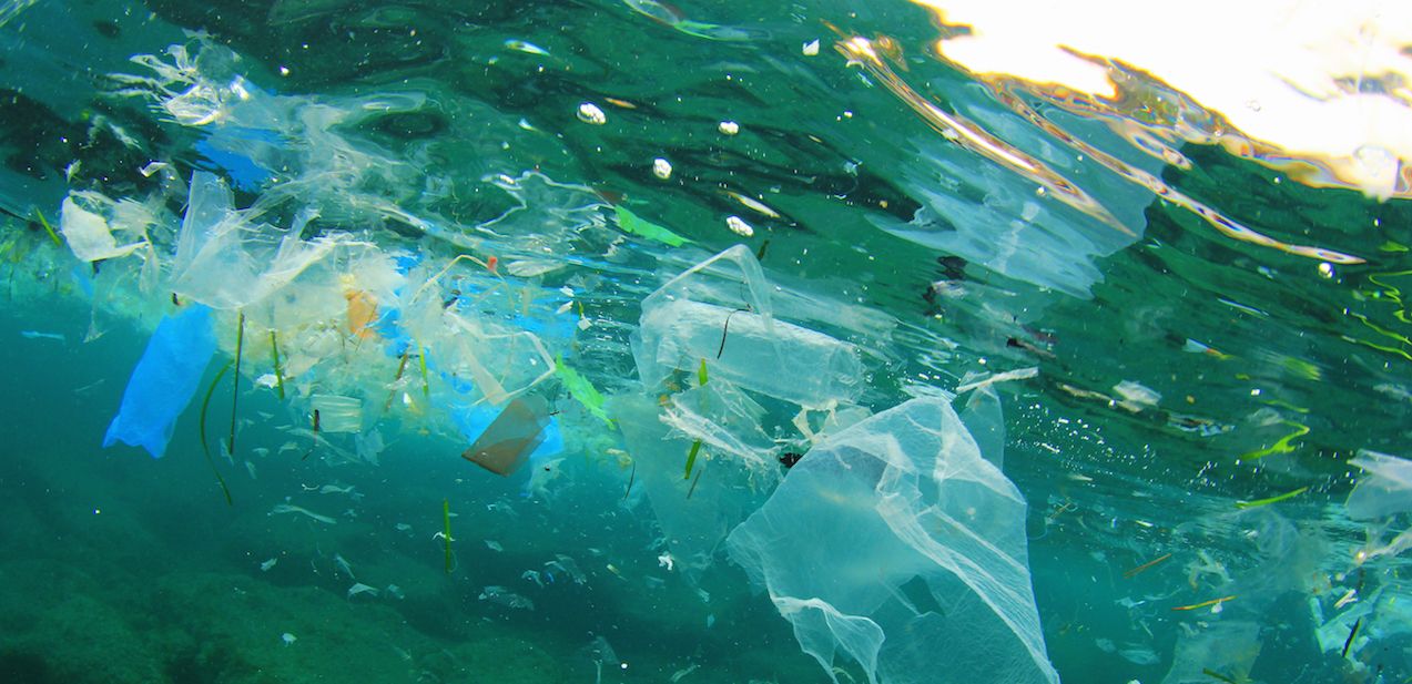 Kaplumbağanın midesinden 104 parça plastik çıktı! 7