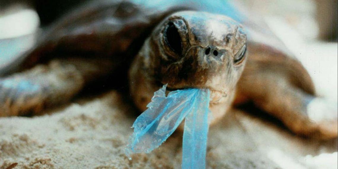 Kaplumbağanın midesinden 104 parça plastik çıktı! 8