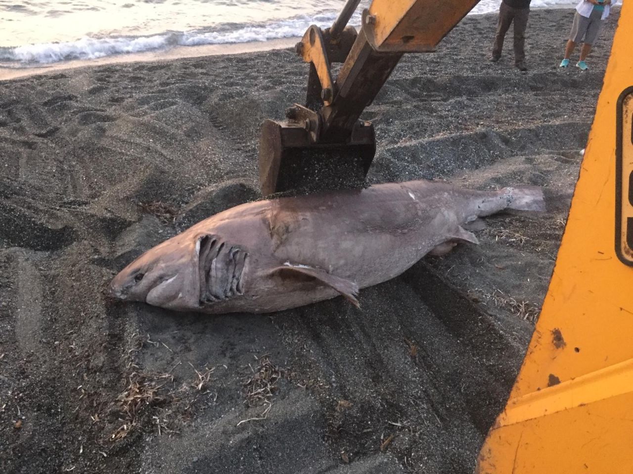 İzmir'de şaşırtan görüntü 4