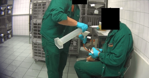 Deney için hayvanlara işkence ediliyor! 1
