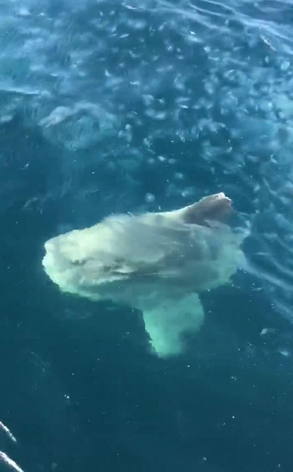 Çanakkale Boğazı'nda balıkçıların ağına takıldı! 2