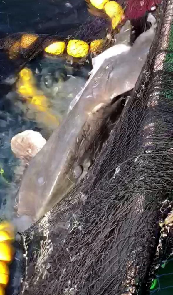 Çanakkale Boğazı'nda balıkçıların ağına takıldı! 3