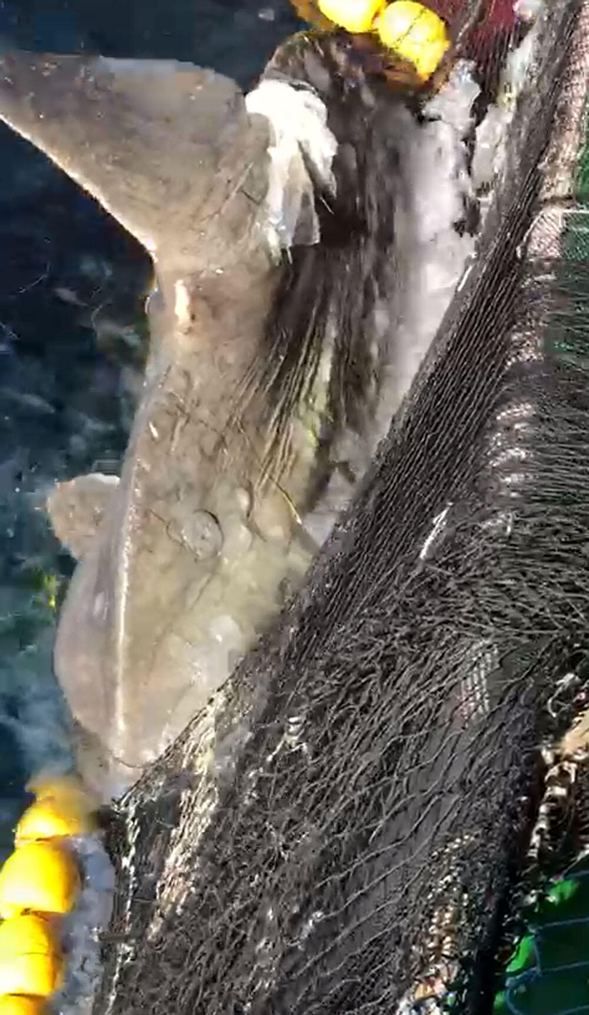 Çanakkale Boğazı'nda balıkçıların ağına takıldı! 4
