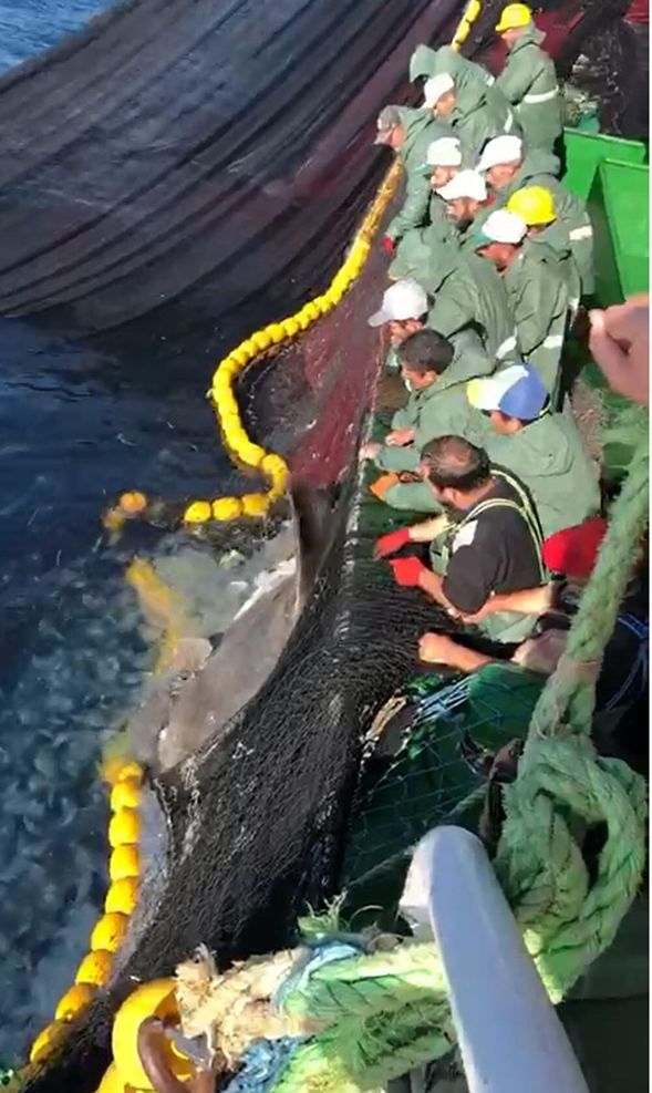 Çanakkale Boğazı'nda balıkçıların ağına takıldı! 5