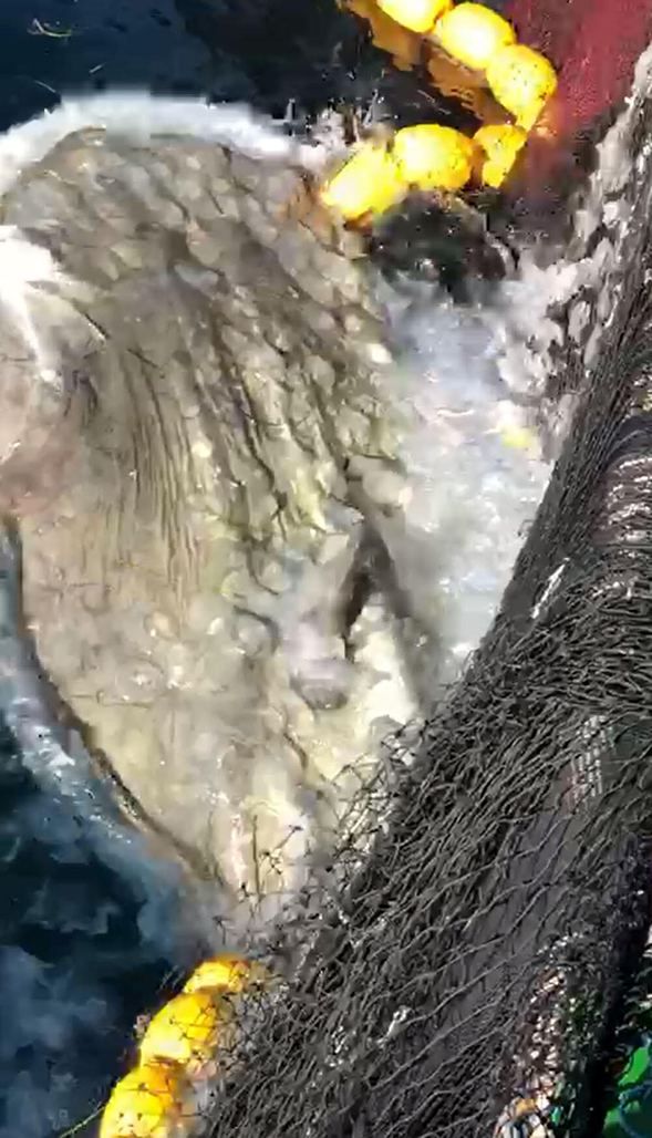 Çanakkale Boğazı'nda balıkçıların ağına takıldı! 6
