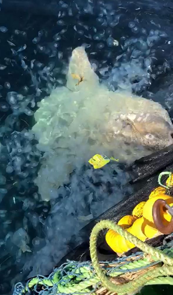 Çanakkale Boğazı'nda balıkçıların ağına takıldı! 7
