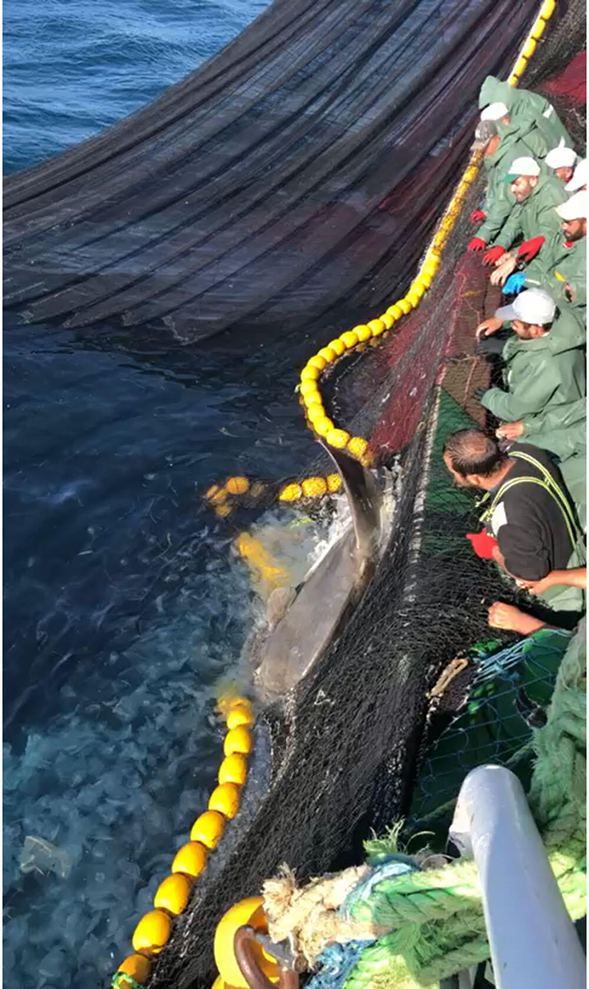 Çanakkale Boğazı'nda balıkçıların ağına takıldı! 8