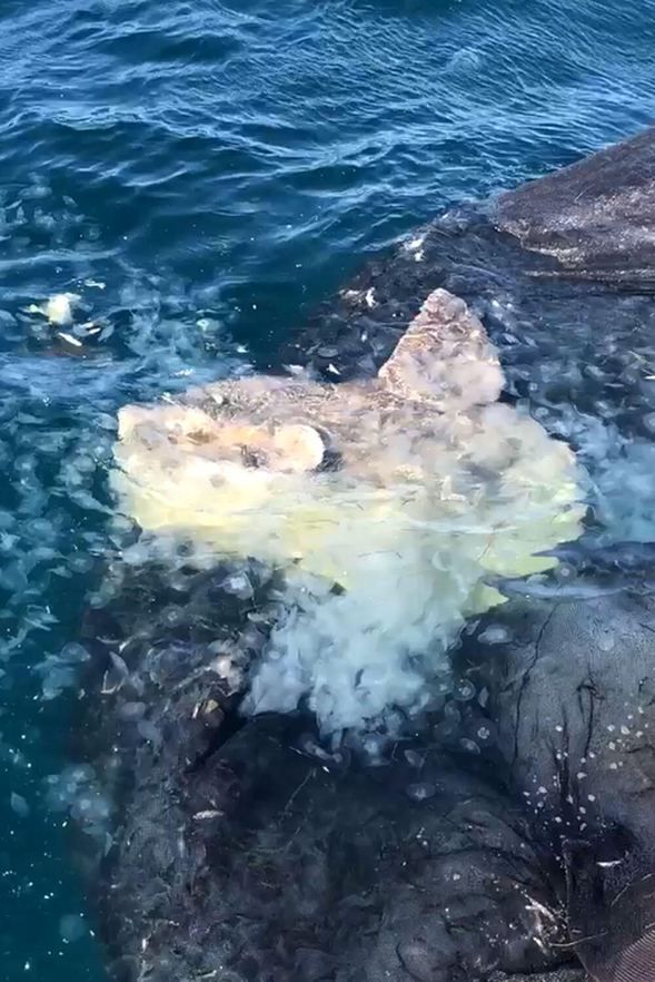 Çanakkale Boğazı'nda balıkçıların ağına takıldı! 9