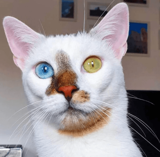 Garipliklerle dolu birbirinden ilginç fotoğraflar! 12
