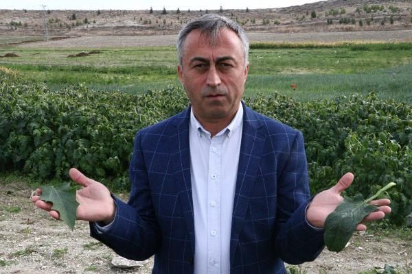 İstanbul'a ıspanak gönderen tarlalarda 'şeytan elması otu' bulundu! 2
