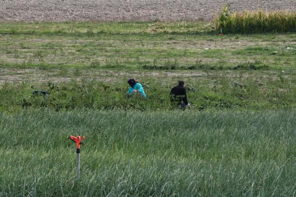 İstanbul'a ıspanak gönderen tarlalarda 'şeytan elması otu' bulundu! 1