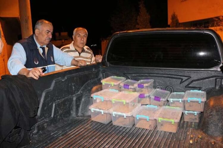 Evin bodrumunda şoke eden görüntü! Tam 217 adet... 2