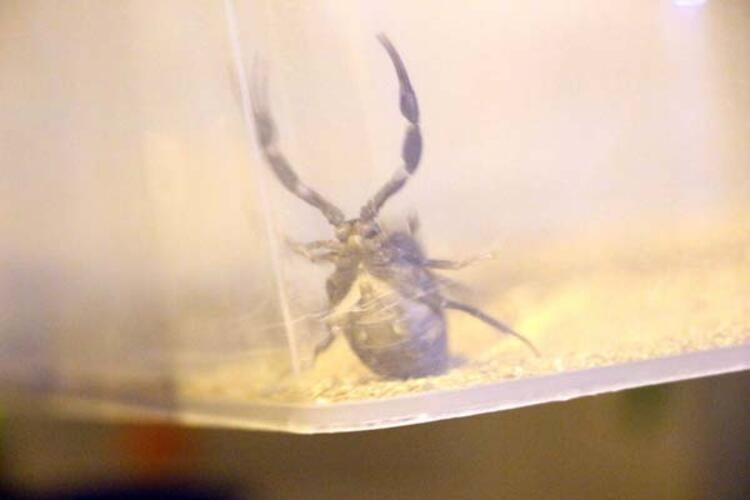 Evin bodrumunda şoke eden görüntü! Tam 217 adet... 3