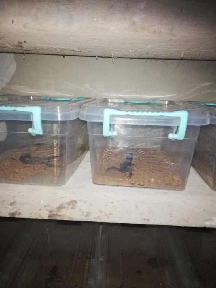 Evin bodrumunda şoke eden görüntü! Tam 217 adet... 4