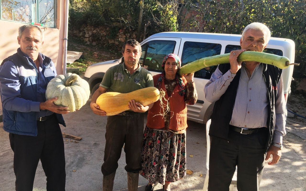 Bartın'da köylüyü şaşırtan kabak boyu! 1