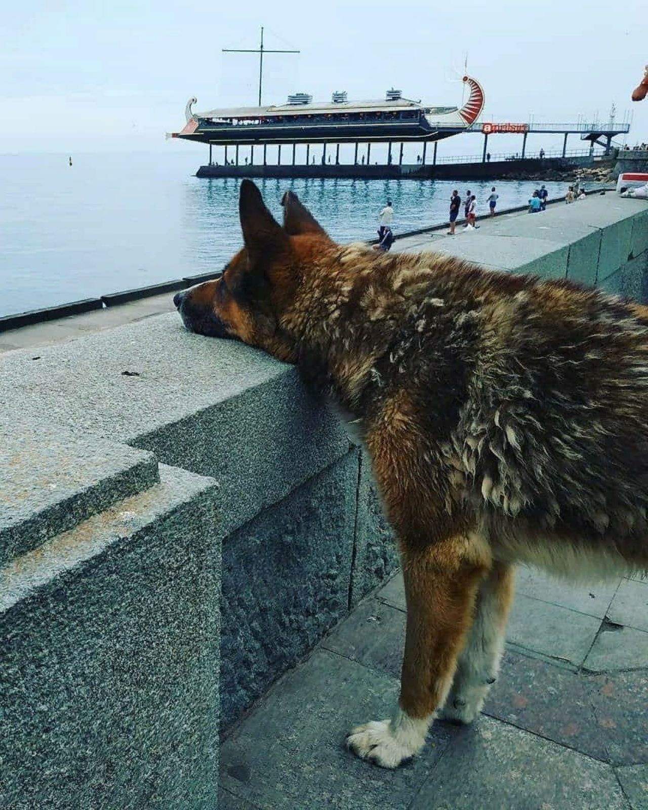 Haçiko gibi 9 yıldır boğularak ölen sahibini bekliyor! 9