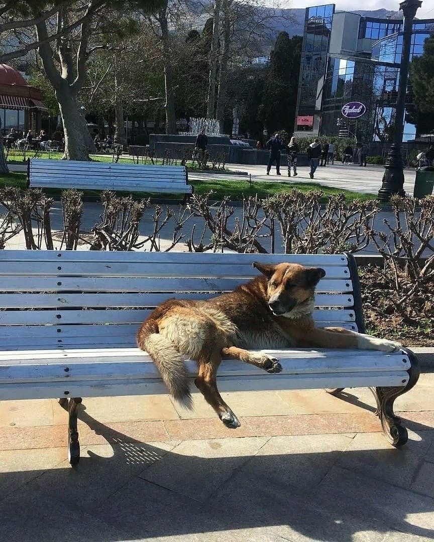 Haçiko gibi 9 yıldır boğularak ölen sahibini bekliyor! 8