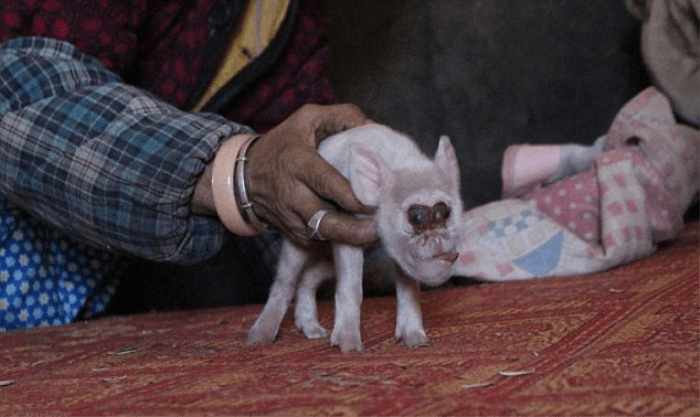 Domuz ve maymunu birleştirip yeni tür ürettiler! 6