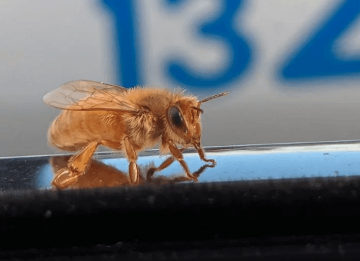 İlk kez göreceğiniz birbirinden ilginç fotoğraflar 23