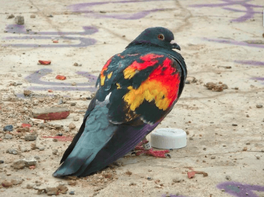 İlk kez göreceğiniz birbirinden ilginç fotoğraflar 3
