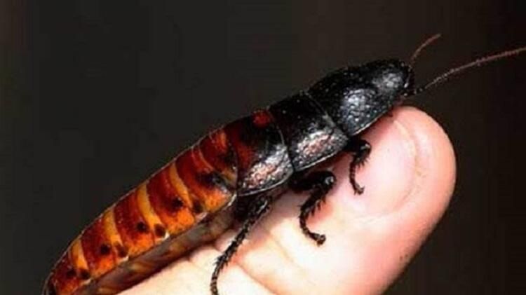 Böcek deyip geçmeyin! Tüm yaşamın sonu olabilirler 5