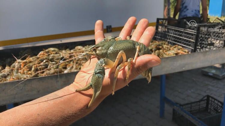 Van Gölü'nde büyük tehlike! Nereden geldiği bilinmiyor... 12