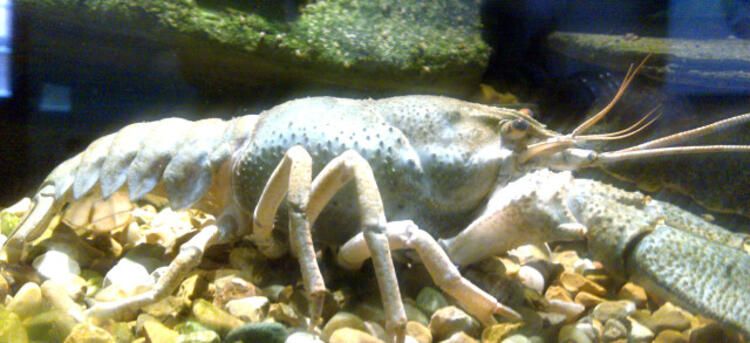 Van Gölü'nde büyük tehlike! Nereden geldiği bilinmiyor... 8