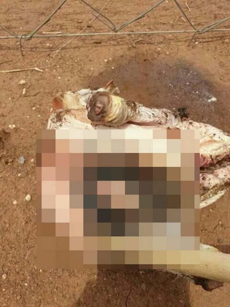 Vahşet! Büyü için zehirleyerek öldürdüler... 5