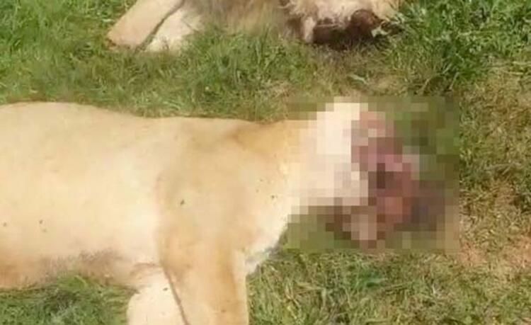 Vahşet! Büyü için zehirleyerek öldürdüler... 6
