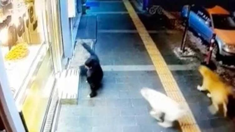 Sokak köpekleri dehşet saçıyor! Kars halkı diken üstünde 1