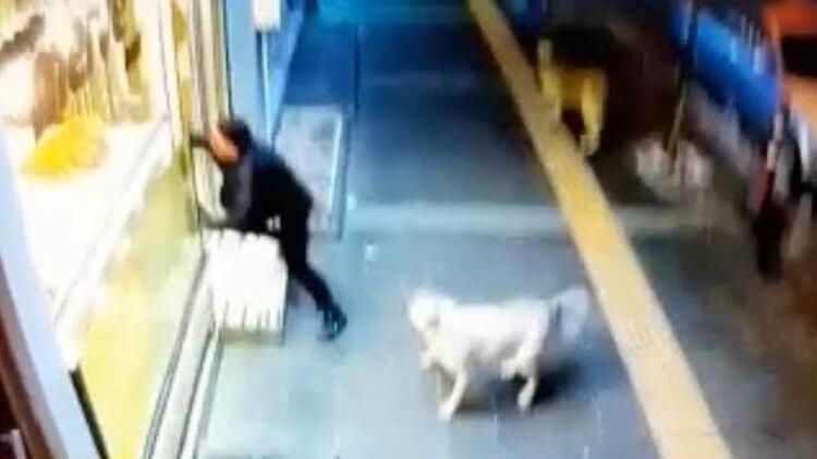 Sokak köpekleri dehşet saçıyor! Kars halkı diken üstünde 3