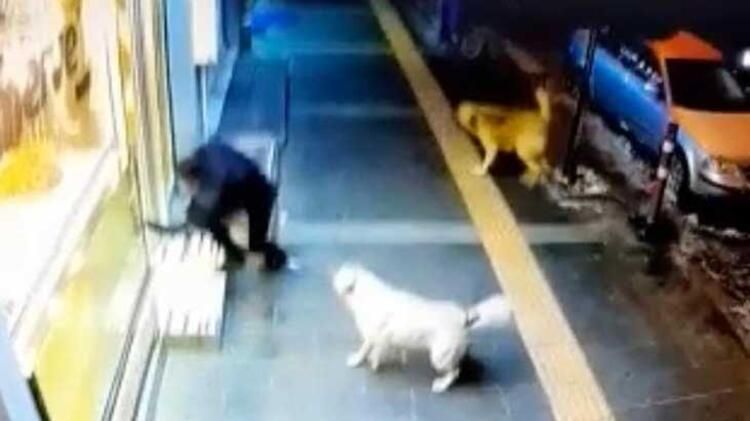 Sokak köpekleri dehşet saçıyor! Kars halkı diken üstünde 6
