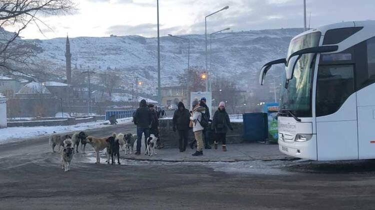 Sokak köpekleri dehşet saçıyor! Kars halkı diken üstünde 4