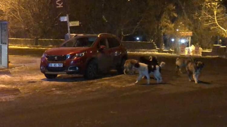 Sokak köpekleri dehşet saçıyor! Kars halkı diken üstünde 5