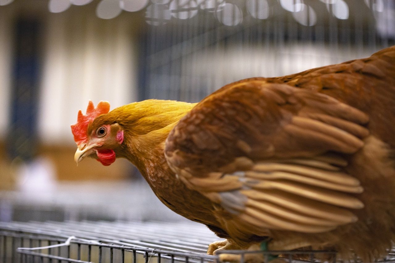 Kümes hayvanları güzellik yarışmasında ter döktü! 4