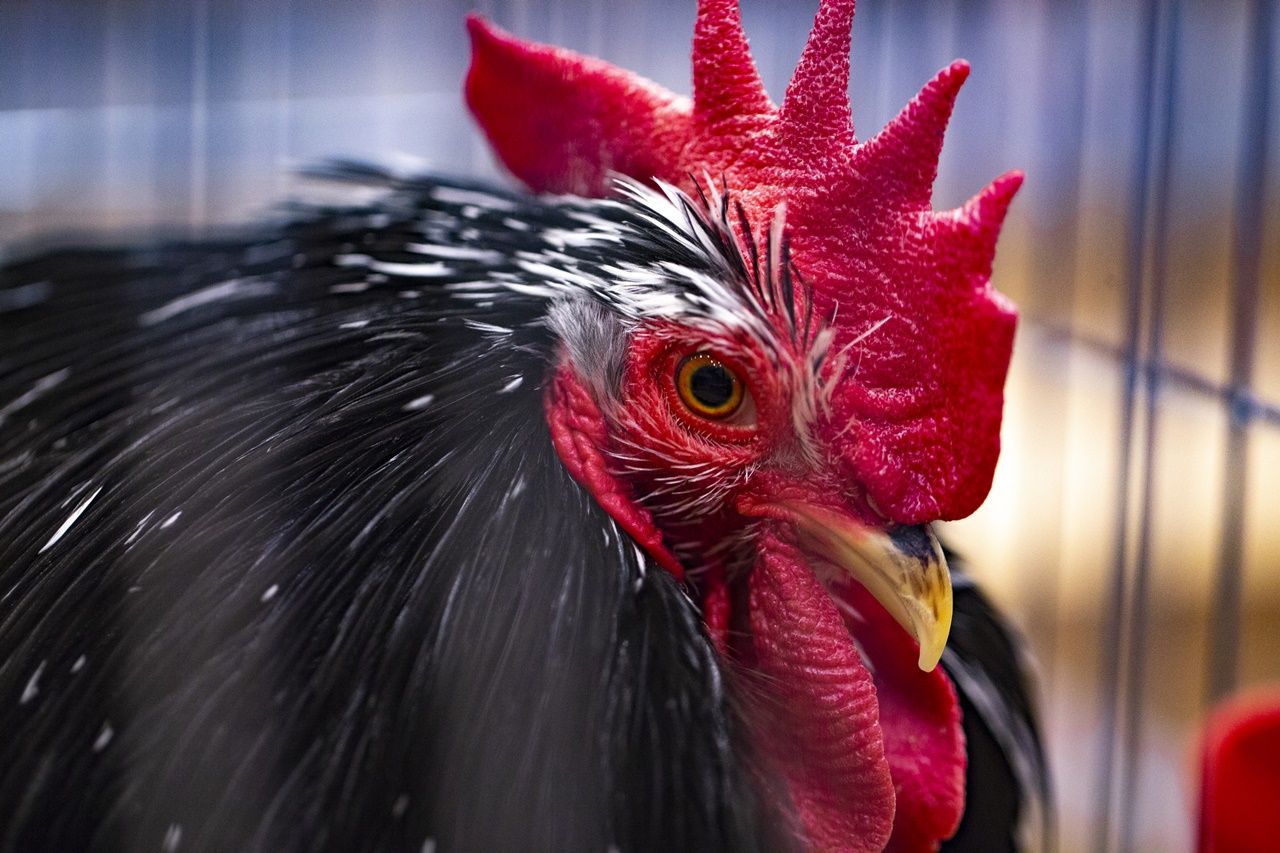 Kümes hayvanları güzellik yarışmasında ter döktü! 12