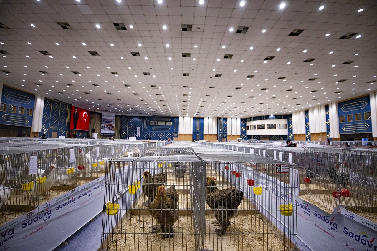 Kümes hayvanları güzellik yarışmasında ter döktü! 27