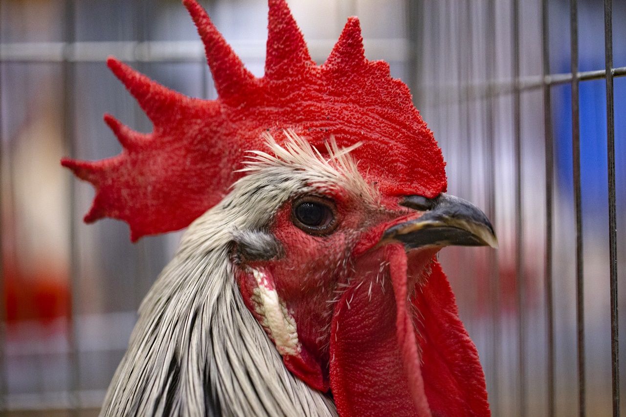 Kümes hayvanları güzellik yarışmasında ter döktü! 29