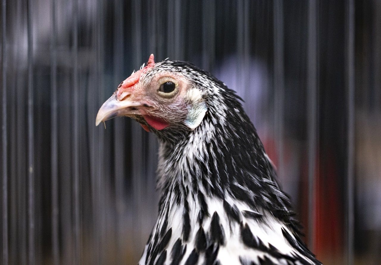 Kümes hayvanları güzellik yarışmasında ter döktü! 32