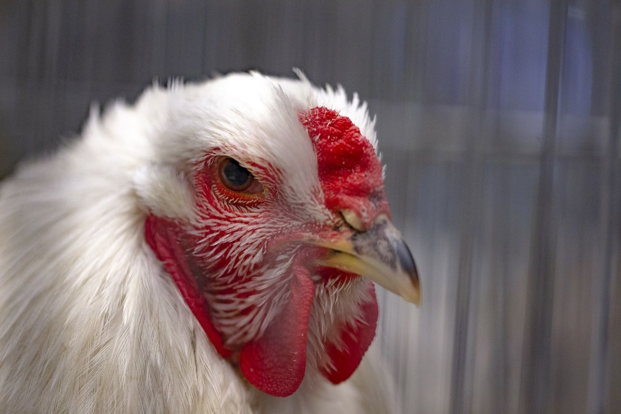 Kümes hayvanları güzellik yarışmasında ter döktü! 35