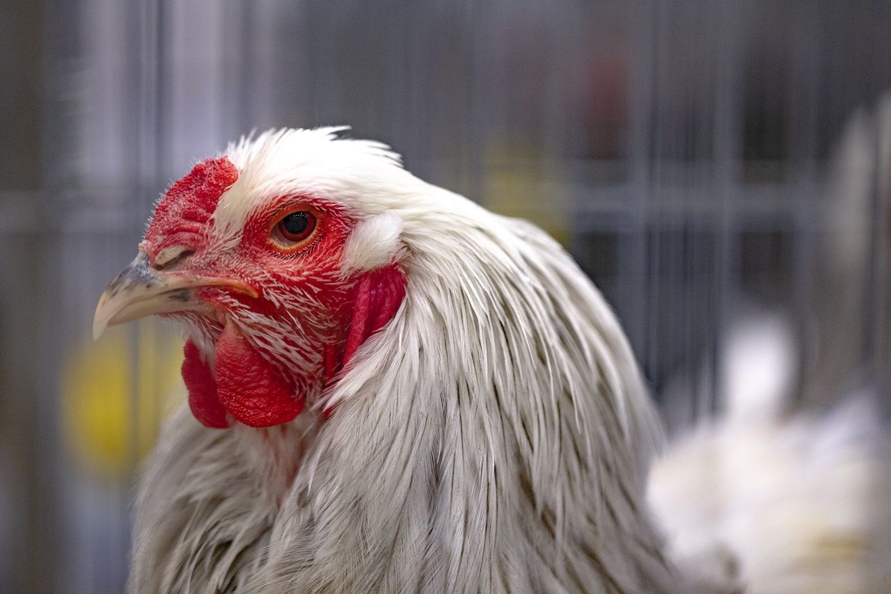 Kümes hayvanları güzellik yarışmasında ter döktü! 36