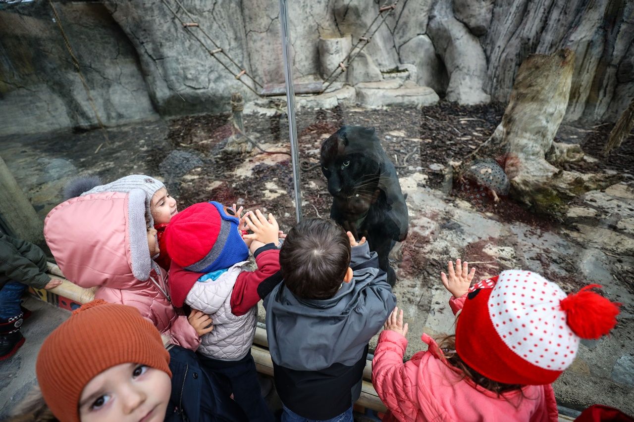 Aslan Park ziyaretçilerini bekliyor... 1