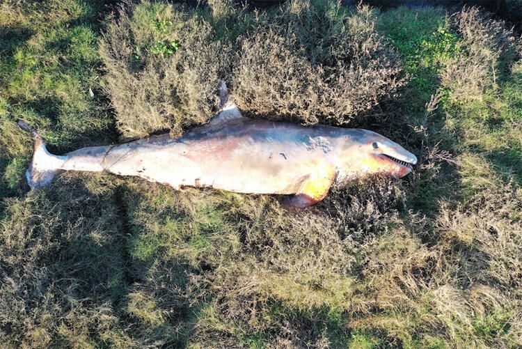 5 metre boyunda! Canavarın midesinden bakın ne çıktı... 2