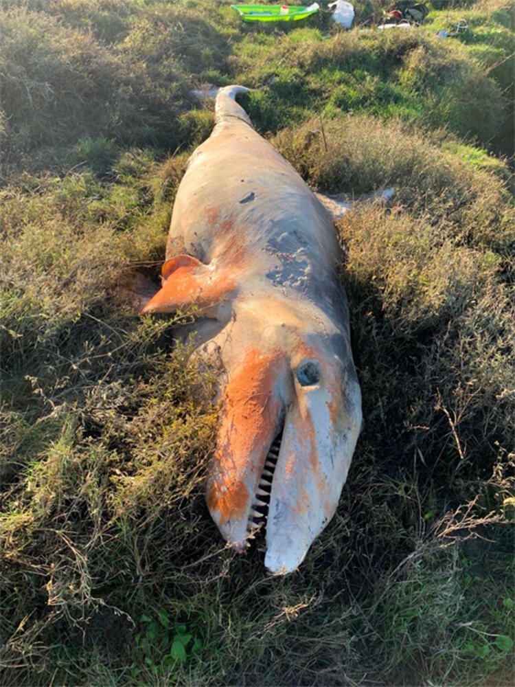 5 metre boyunda! Canavarın midesinden bakın ne çıktı... 3