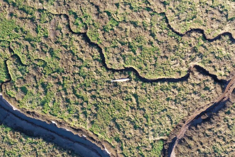 5 metre boyunda! Canavarın midesinden bakın ne çıktı... 5